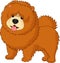 Chow chow dog breed