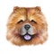 Chow Chow dog breed isolated on white background digital art illustration. Cute pet hand drawn portrait. Graphic clipart design