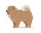 Chow-Chow Dog Breed Vector Flat Design Illustration