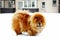 Chow Chow Dog Dina on white snow