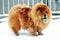 Chow Chow Dog Dina on white snow