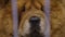 Chow Chow dog muzzle close-up, proud animal kept in captivity at pet shelter