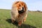 Chow chow dog portrait