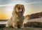 Chow chow dog portrait at sunset in the beach