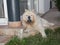 Chow-chow dog showing its blue tongue