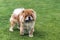 Chow -chow dog staying on the green field.