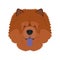 Chow Chow dog vector illustration