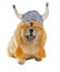 Chow-chow dog with viking hat