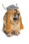 Chow-chow dog with viking hat