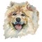 The Chow Chow Dog, watercolor hand painted dog portrait
