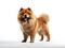 Chow Chow is a furry bear in dog form, sometimes resembling a lion. Generative AI