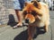 Chow Chow going for walk