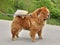 Chow-chow on a leash