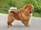 Chow-chow on a leash