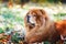 Chow Chow  male dog lying among autumn leaves