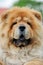 Chow Chow portrait