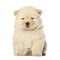 Chow-chow puppy