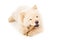 Chow chow puppy with bone isolated