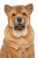 Chow Chow puppy close-up portrait