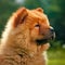 Chow Chow puppy portrait on a sunny summer day. Closeup portrait of a cute purebred Chow Chow pup in a field. Outdoor portrait of