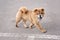 Chow Chow Puppy Running