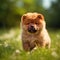 Chow Chow puppy standing on the green meadow in summer green field. Portrait of a cute Chow Chow pup standing on the grass with a