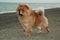 Chow chow purebred dog brown color