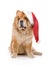 Chow-Chow in a red Santa Claus hat