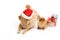 Chow Chow in a red Santa Claus hat and spitz,