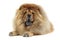 Chow chow relaxing in a white background studio