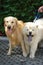 Chow Chow standing beside golden retriever dog as a best friends