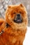 Chow-chow in the winter