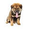 Chow Crossbreed Puppy Tongue Out Sitting