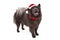 Chow Dog Wearing Santa Hat