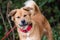 Chow Golden Retriever mixed breed dog