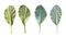 Choy or Cantonese of green leaves vegetable set isolated on whit