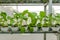 Choy in Greenhouse Hydroponics farm