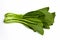 Choy sum on white background with clipping path. Cantonese vegetables  Asia  Thailand.