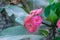 Christ Thorn flower / Euphorbia milli or crown of thorns red flower on natural green background - pink of Euphorbia milli Desmoul