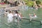Christian believers - Catholics are immersed in the waters of the Jordan River in the Baptismal place Yardenit, where baptismal ri