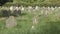 Christian cemetery. Stone tombstones and crosses.