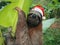 Christmas animal sloth wearing a santa hat