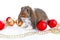 Christmas animals. Cute christmas rabbit. Rabbit bunny lop celebrate christmas with xmas bauble ornaments on isolated