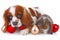 Christmas animals. Cute christmas rabbit. Rabbit bunny lop celebrate christmas with xmas bauble ornaments on isolated