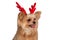 Christmas Antler Dog