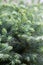 Christmas background, Blue creeping fir tree, closeup