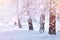 Christmas background. Snowy trees in winter scene with glowing bokeh. Winter nature. Magic winter snowfall. Snowflakes