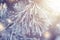 Christmas background. Xmas theme. Christmas tree branch with hoarfrost closeup and festive lights with shining snowflakes
