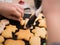 Christmas bakery: Little Girl painting cookie dough with sugar glazing