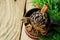 Christmas Baking Ingredients Cinnamon Sticks Anise Star Cloves Pine Cone in Vintage Jug with Red Ribbon Juniper Twigs on Wood